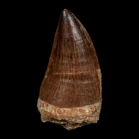 XL 2.3" Mosasaur Prognathodon Fossil Tooth Cretaceous Dinosaur Era COA Stand