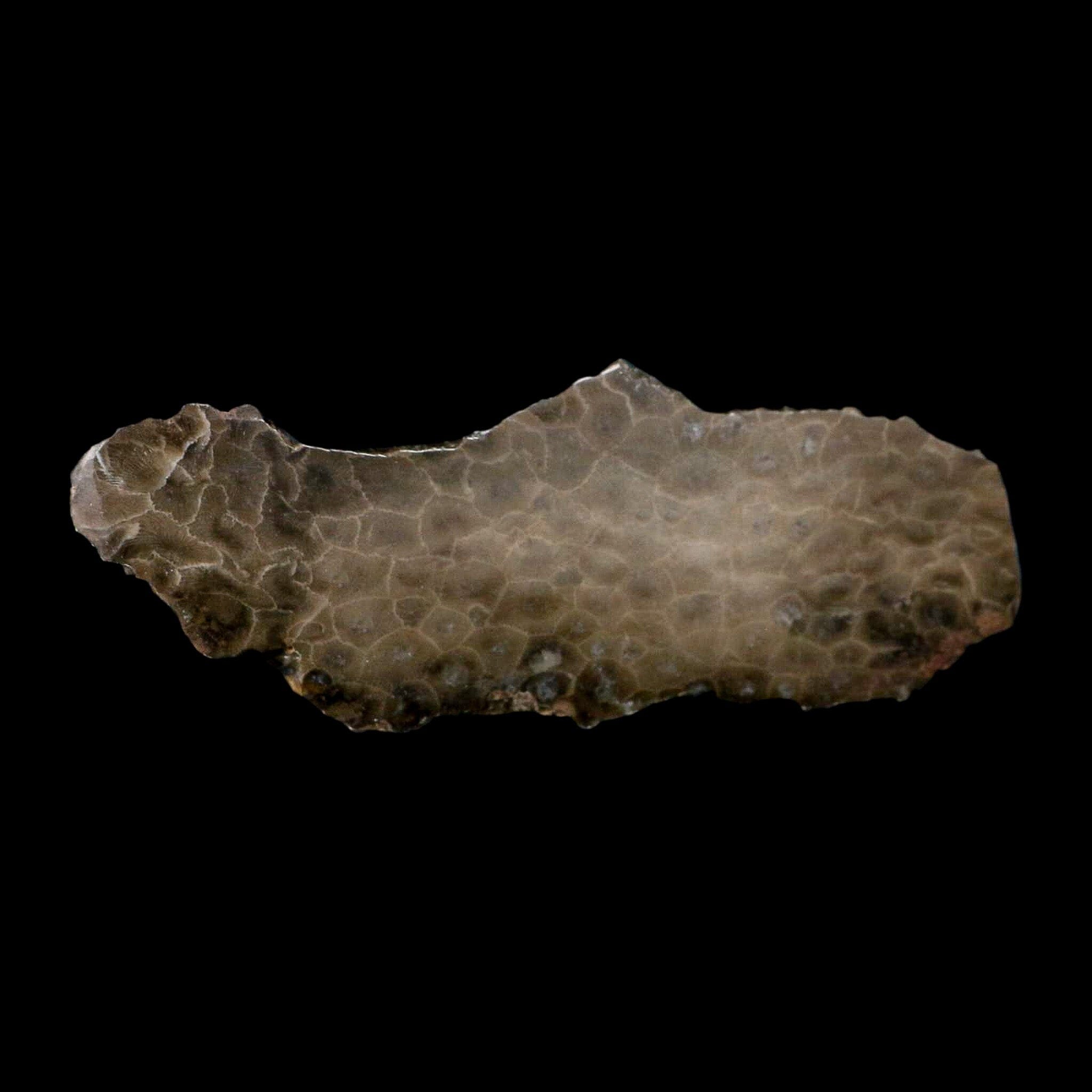 5.9" Polished Slab Petoskey Stone Hexagonaria Coral Fossil Devonian Age Michigan - Fossil Age Minerals