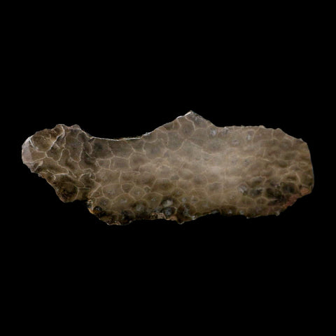 5.9" Polished Slab Petoskey Stone Hexagonaria Coral Fossil Devonian Age Michigan - Fossil Age Minerals