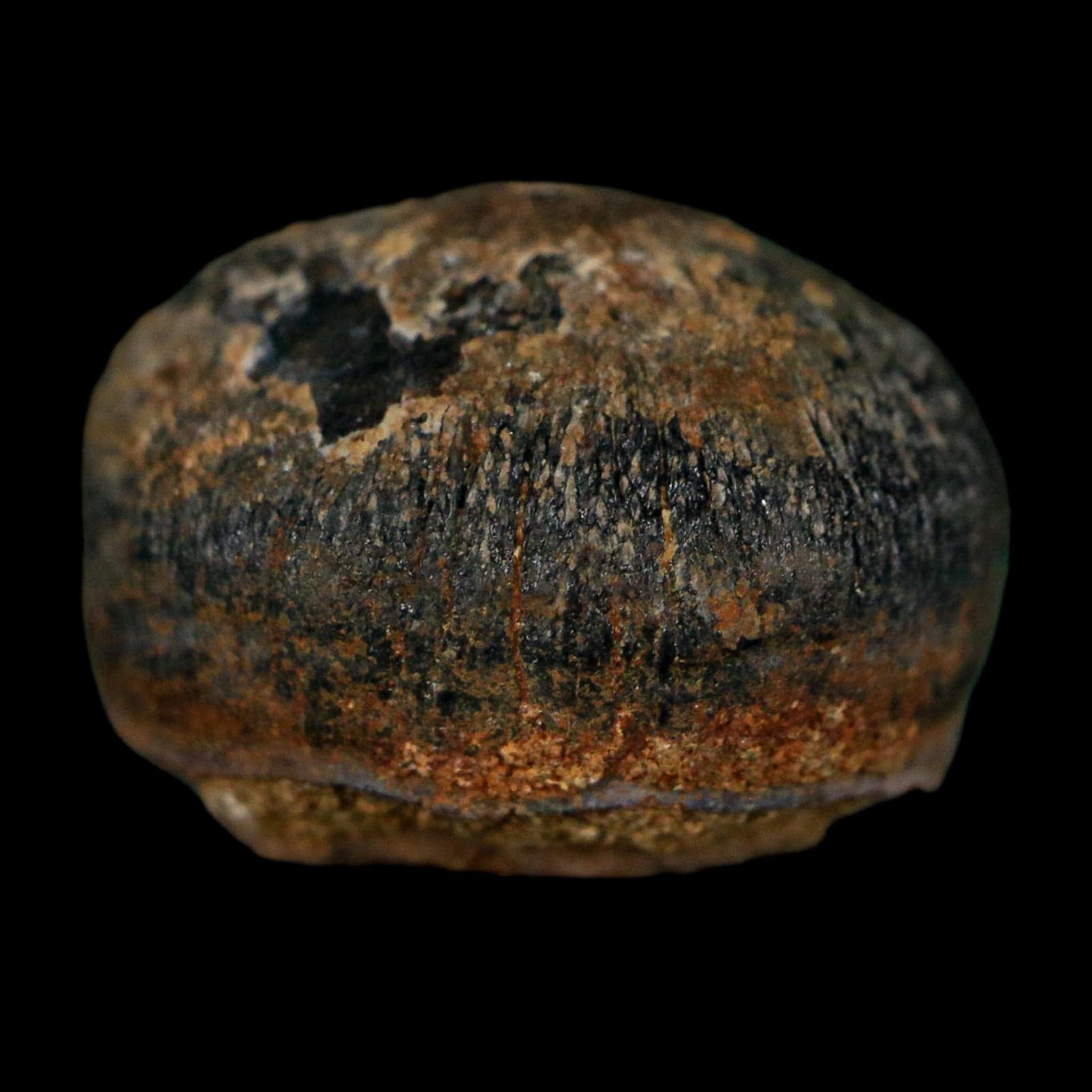 0.6 Crocodile Fossil Tooth Judith River Formation Montana COA Display - Fossil Age Minerals