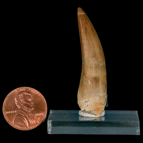 1.8" Plesiosaur Zarafasaura Tooth Fossil Cretaceous Dinosaur Era COA, Stand