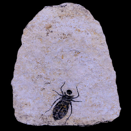 0.7" Dragonfly Larvae Fossil Libellula Doris Plate Upper Miocene Piemont Italy Display