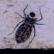 0.7" Dragonfly Larvae Fossil Libellula Doris Plate Upper Miocene Piemont Italy Display