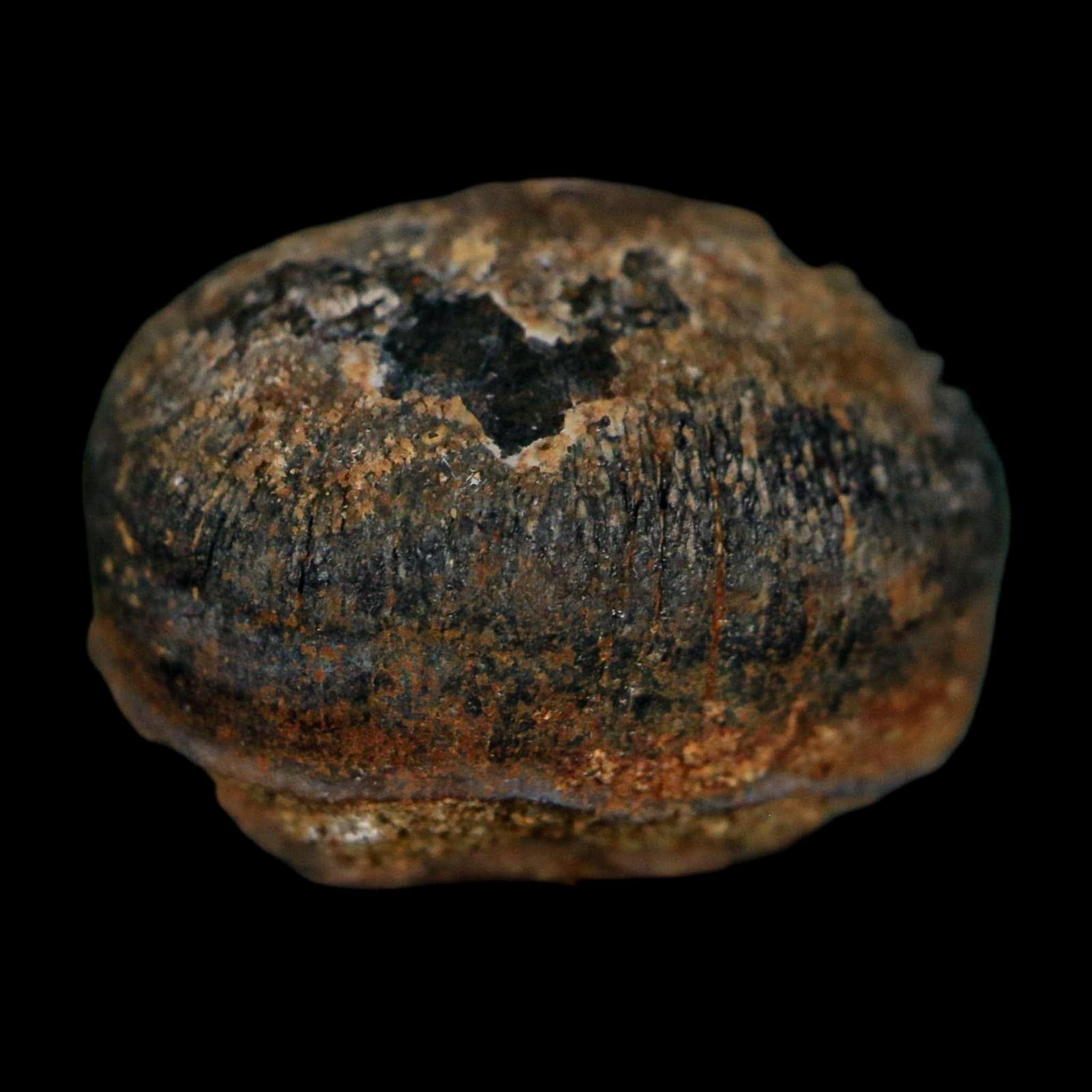 0.6 Crocodile Fossil Tooth Judith River Formation Montana COA Display - Fossil Age Minerals