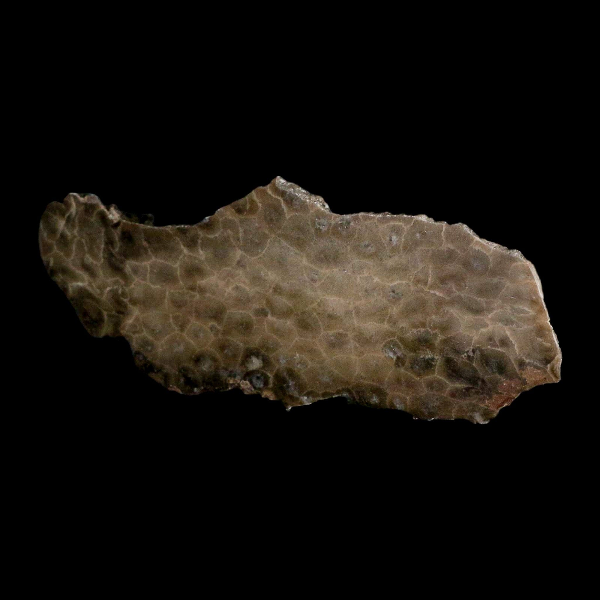5.9" Polished Slab Petoskey Stone Hexagonaria Coral Fossil Devonian Age Michigan - Fossil Age Minerals
