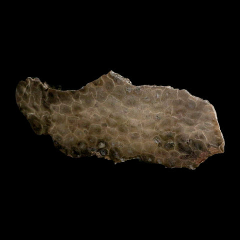 5.9" Polished Slab Petoskey Stone Hexagonaria Coral Fossil Devonian Age Michigan - Fossil Age Minerals