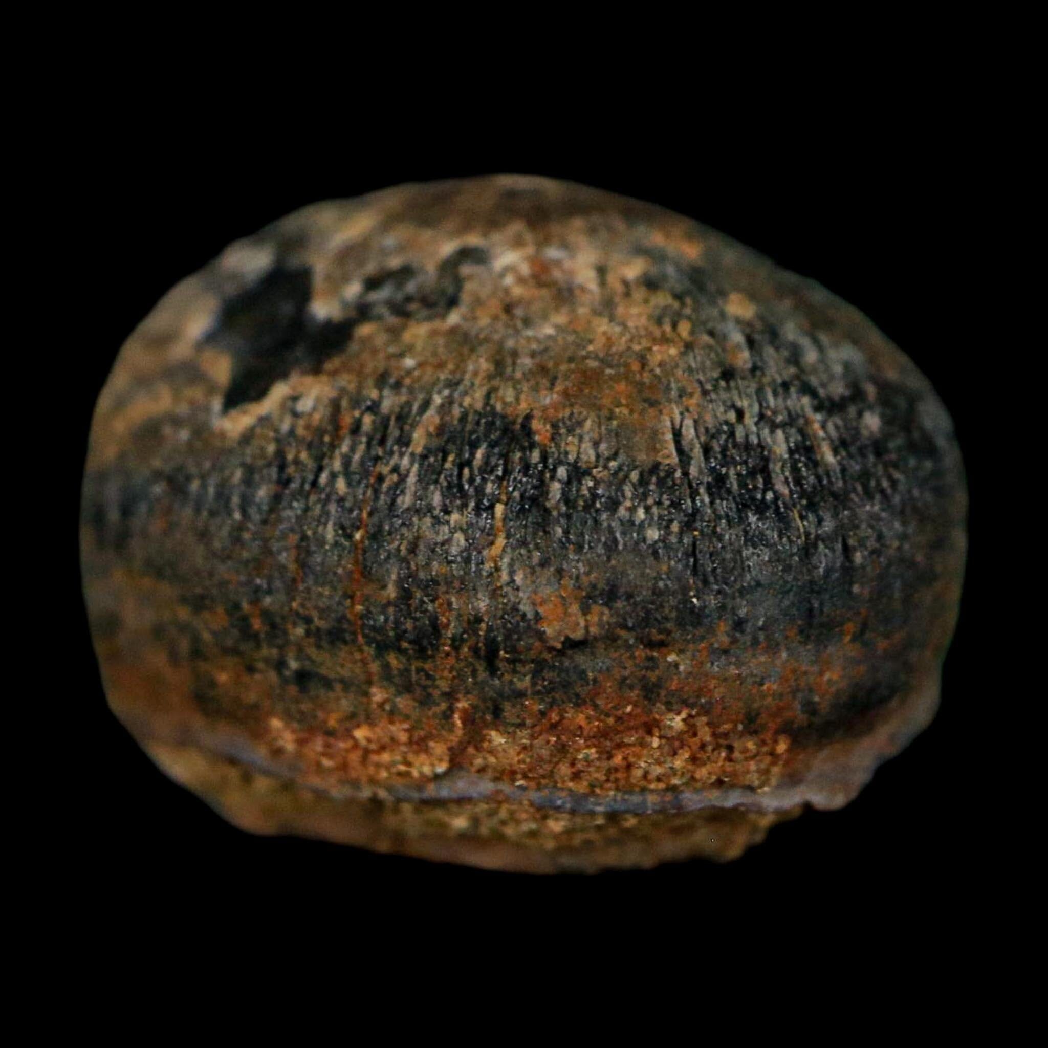 0.6 Crocodile Fossil Tooth Judith River Formation Montana COA Display - Fossil Age Minerals