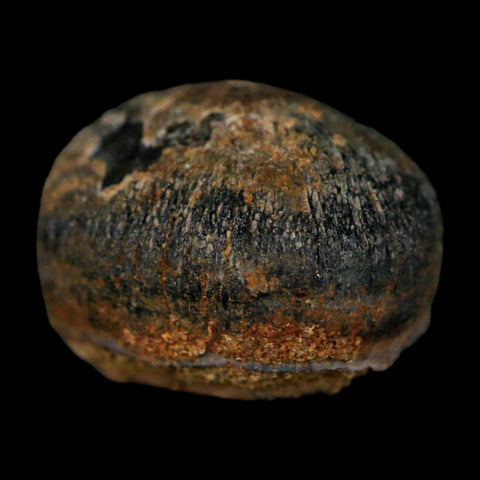 0.6 Crocodile Fossil Tooth Judith River Formation Montana COA Display - Fossil Age Minerals