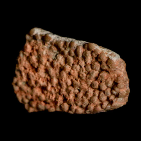 0.5" Megaloolithus Titanosaur Dinosaur Fossil Egg Shell Bouches Du Rhone France Display