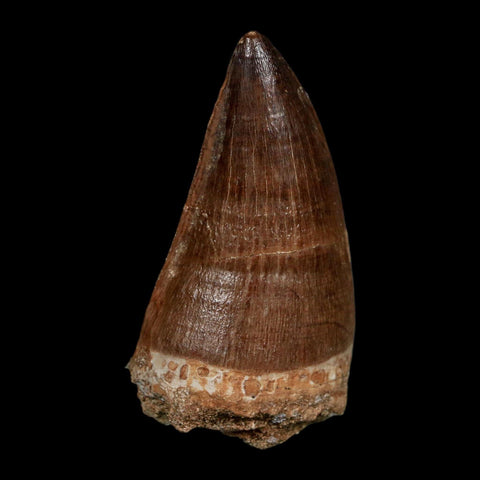 XL 2.3" Mosasaur Prognathodon Fossil Tooth Cretaceous Dinosaur Era COA Stand