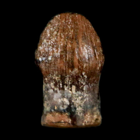 0.3" Pachycephalosaurus Dinosaur Fossil Tooth Judith River FM Montana COA Display