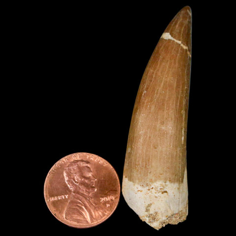 XL 2.2" Plesiosaur Zarafasaura Tooth Fossil Cretaceous Dinosaur Era COA, Stand