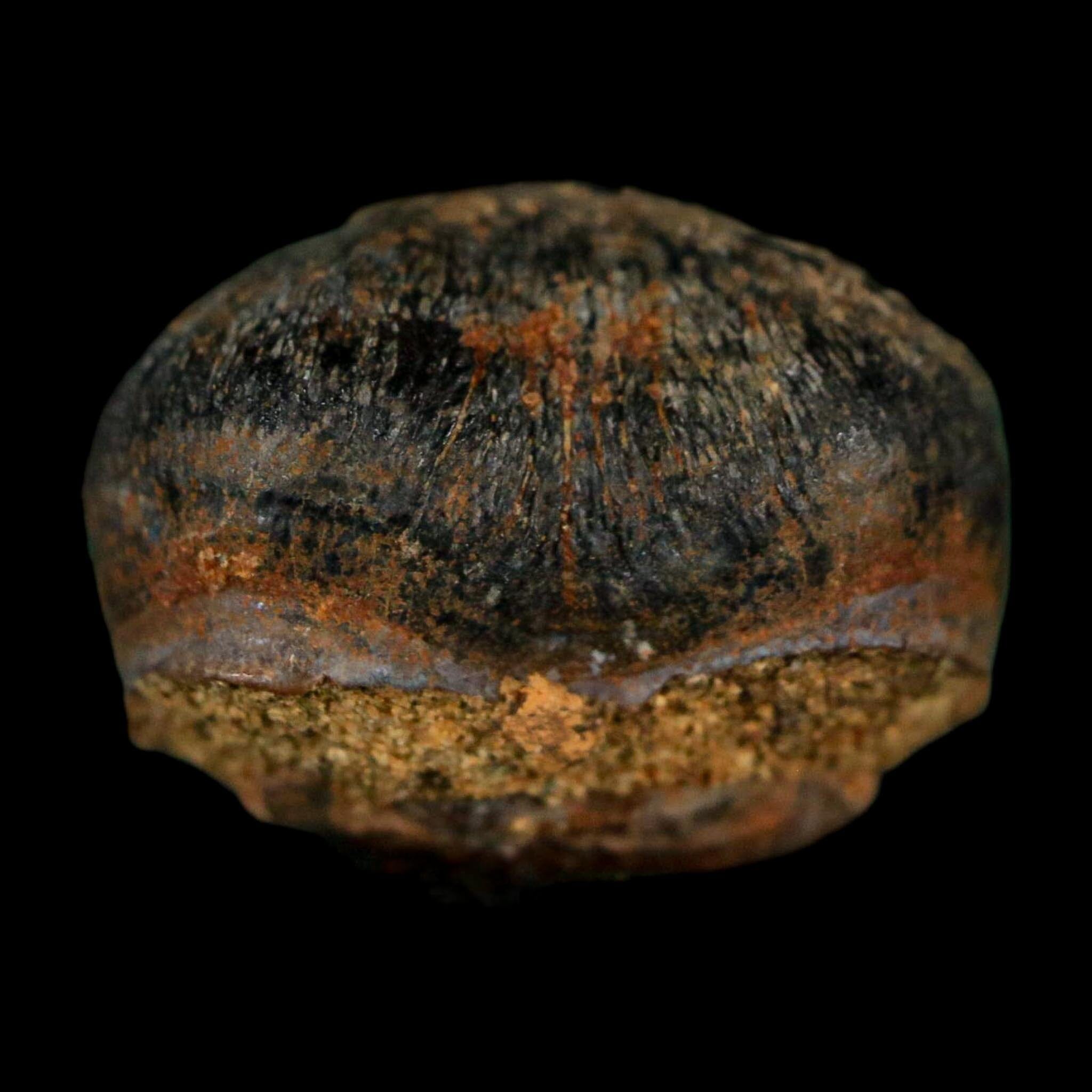0.6 Crocodile Fossil Tooth Judith River Formation Montana COA Display - Fossil Age Minerals