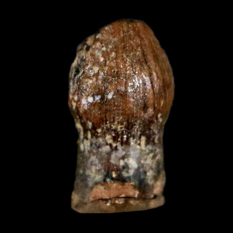 0.3" Pachycephalosaurus Dinosaur Fossil Tooth Judith River FM Montana COA Display