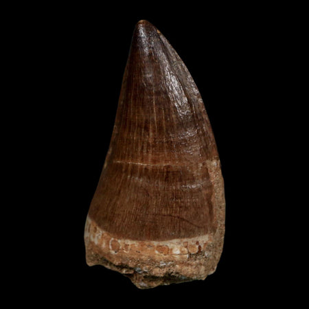 XL 2.3" Mosasaur Prognathodon Fossil Tooth Cretaceous Dinosaur Era COA Stand