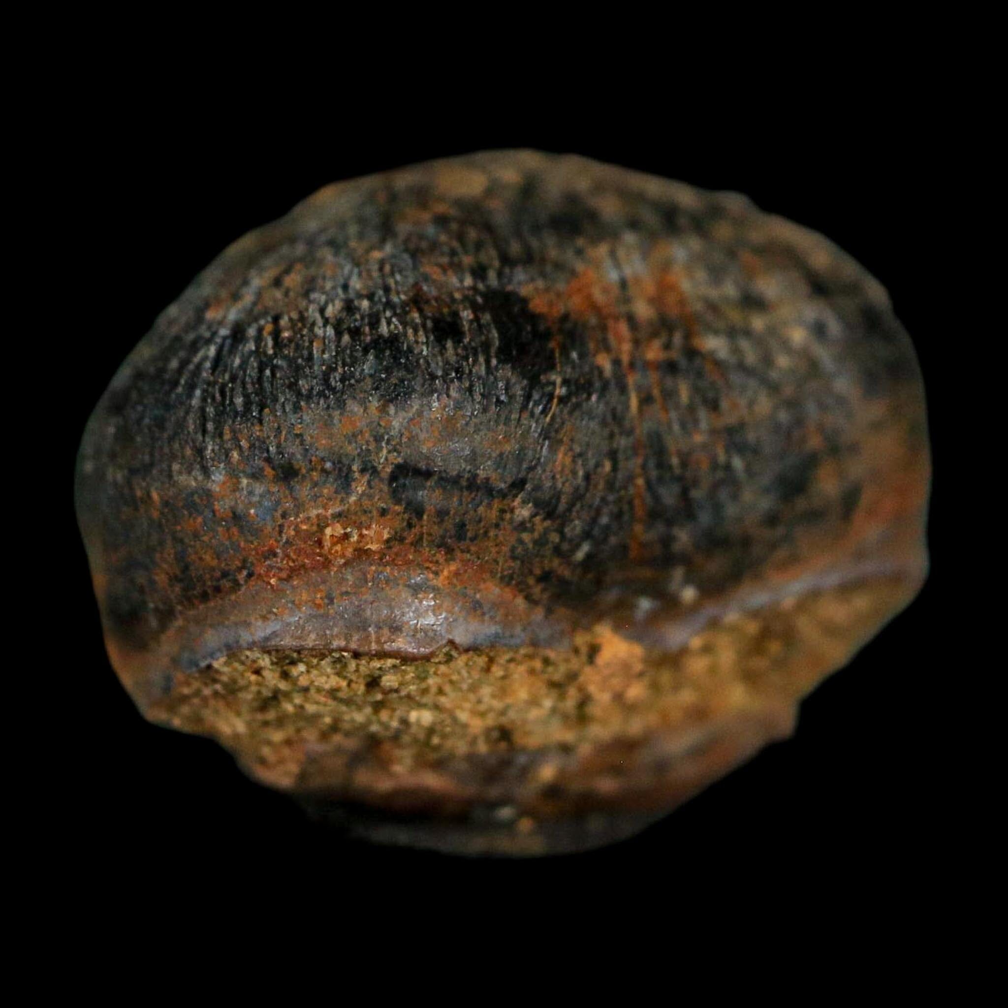 0.6 Crocodile Fossil Tooth Judith River Formation Montana COA Display - Fossil Age Minerals