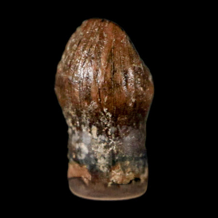 0.3" Pachycephalosaurus Dinosaur Fossil Tooth Judith River FM Montana COA Display