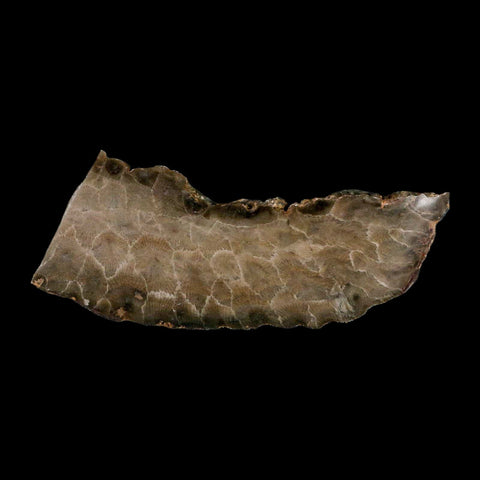 4.2" Polished Slab Petoskey Stone Hexagonaria Coral Fossil Devonian Age Michigan - Fossil Age Minerals