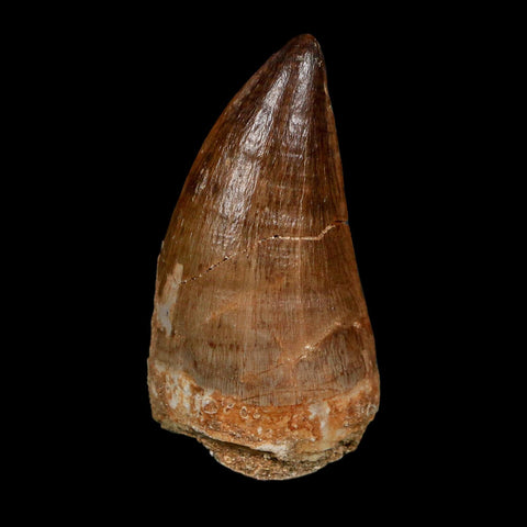 XL 2.3" Mosasaur Prognathodon Fossil Tooth Cretaceous Dinosaur Era COA Stand