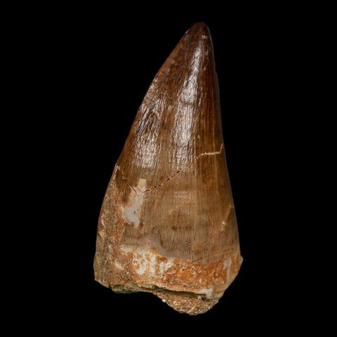 XL 2.3" Mosasaur Prognathodon Fossil Tooth Cretaceous Dinosaur Era COA Stand
