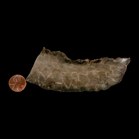 4.2" Polished Slab Petoskey Stone Hexagonaria Coral Fossil Devonian Age Michigan - Fossil Age Minerals