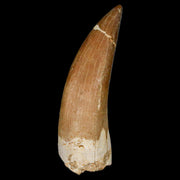 XL 2.2" Plesiosaur Zarafasaura Tooth Fossil Cretaceous Dinosaur Era COA, Stand
