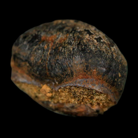 0.6 Crocodile Fossil Tooth Judith River Formation Montana COA Display - Fossil Age Minerals