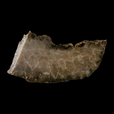 4.2" Polished Slab Petoskey Stone Hexagonaria Coral Fossil Devonian Age Michigan - Fossil Age Minerals