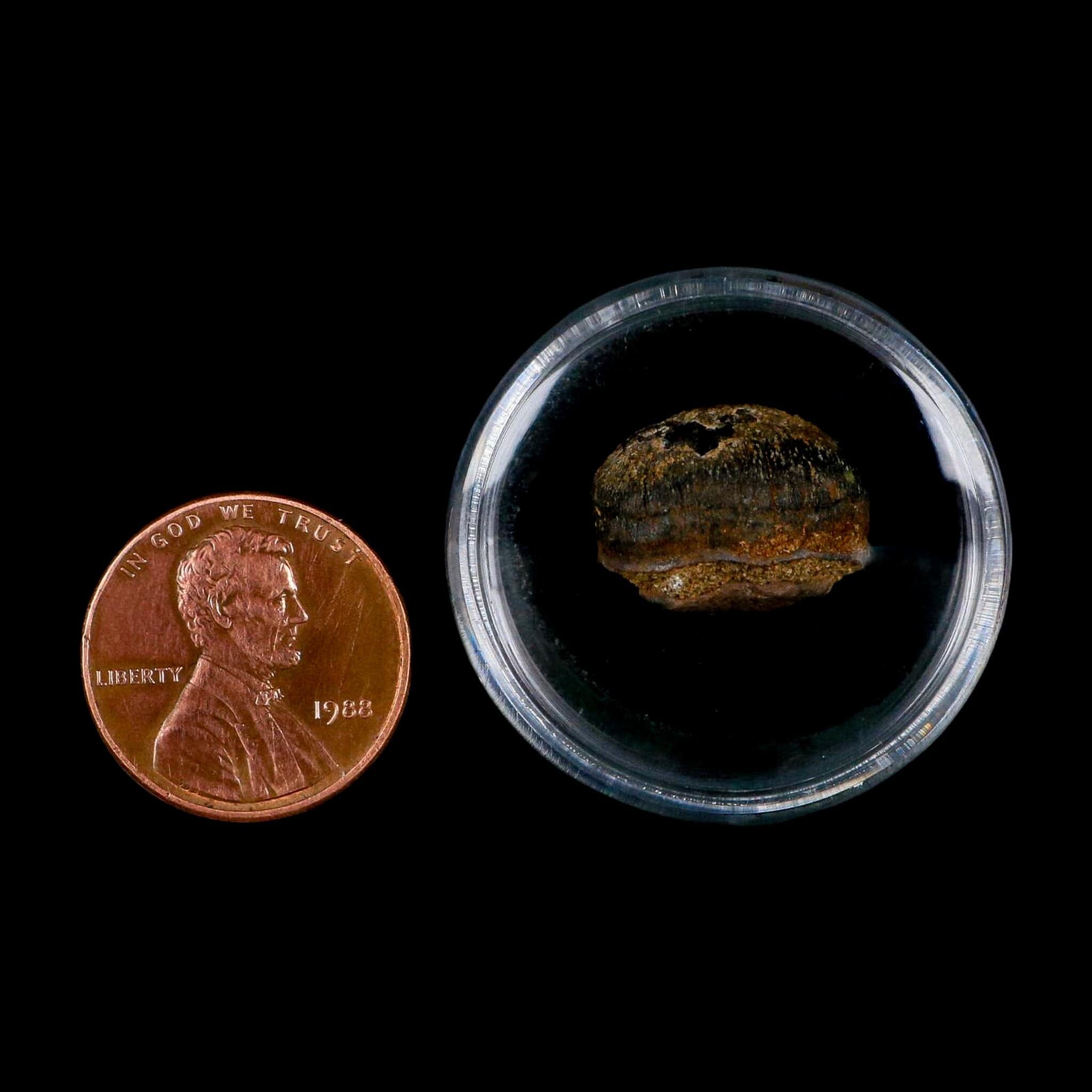 0.6 Crocodile Fossil Tooth Judith River Formation Montana COA Display - Fossil Age Minerals
