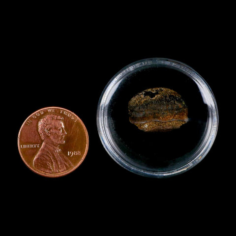 0.6 Crocodile Fossil Tooth Judith River Formation Montana COA Display - Fossil Age Minerals