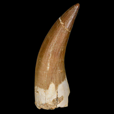 XL 2.2" Plesiosaur Zarafasaura Tooth Fossil Cretaceous Dinosaur Era COA, Stand