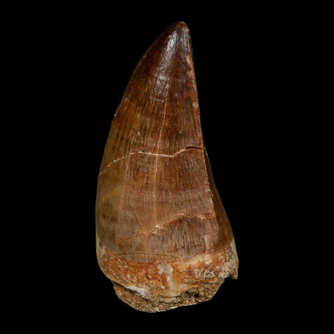 XL 2.3" Mosasaur Prognathodon Fossil Tooth Cretaceous Dinosaur Era COA Stand