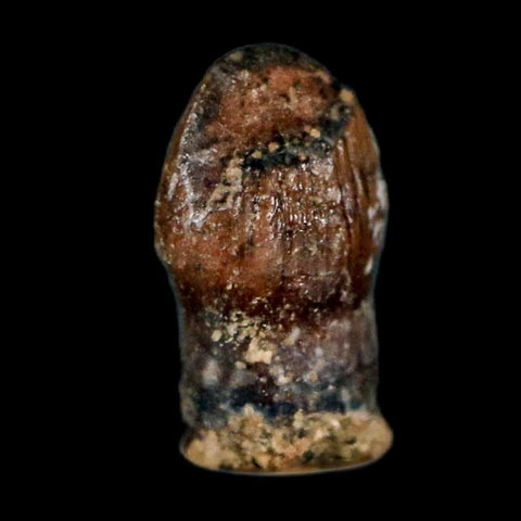 0.3" Pachycephalosaurus Dinosaur Fossil Tooth Judith River FM Montana COA Display