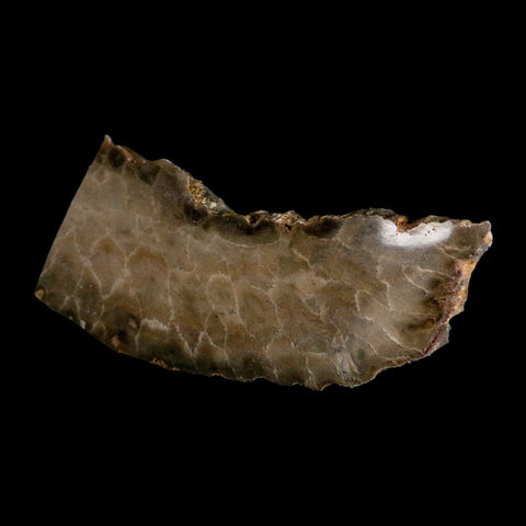 4.2" Polished Slab Petoskey Stone Hexagonaria Coral Fossil Devonian Age Michigan - Fossil Age Minerals
