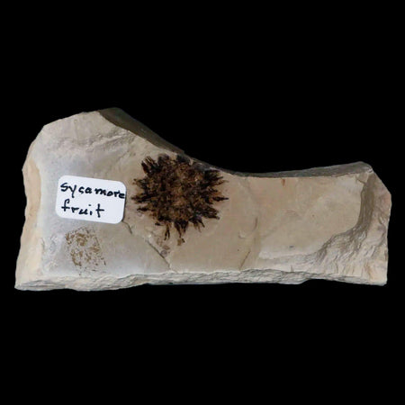 18MM Detailed Fossil Sycamore Fruit Plant Green River FM Uintah County UT Eocene Age
