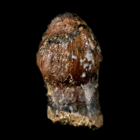 0.3" Pachycephalosaurus Dinosaur Fossil Tooth Judith River FM Montana COA Display