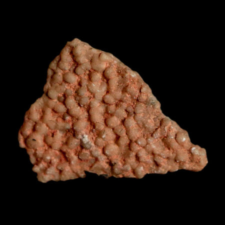 0.4" Megaloolithus Titanosaur Dinosaur Fossil Egg Shell Bouches Du Rhone France Display