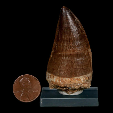 XL 2.3" Mosasaur Prognathodon Fossil Tooth Cretaceous Dinosaur Era COA Stand