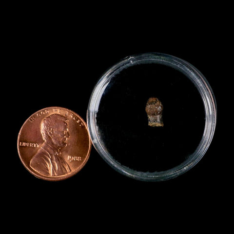 0.3" Pachycephalosaurus Dinosaur Fossil Tooth Judith River FM Montana COA Display