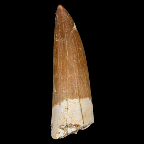 XL 2.2" Plesiosaur Zarafasaura Tooth Fossil Cretaceous Dinosaur Era COA, Stand