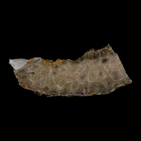 4.2" Polished Slab Petoskey Stone Hexagonaria Coral Fossil Devonian Age Michigan - Fossil Age Minerals
