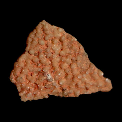 0.4" Megaloolithus Titanosaur Dinosaur Fossil Egg Shell Bouches Du Rhone France Display