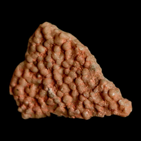 0.4" Megaloolithus Titanosaur Dinosaur Fossil Egg Shell Bouches Du Rhone France Display