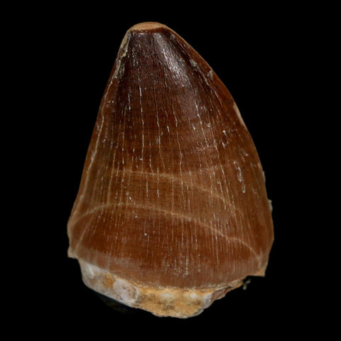 1.7" Mosasaur Prognathodon Fossil Tooth Cretaceous Dinosaur Era COA Stand
