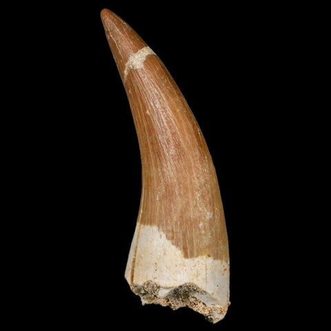 XL 2.2" Plesiosaur Zarafasaura Tooth Fossil Cretaceous Dinosaur Era COA, Stand