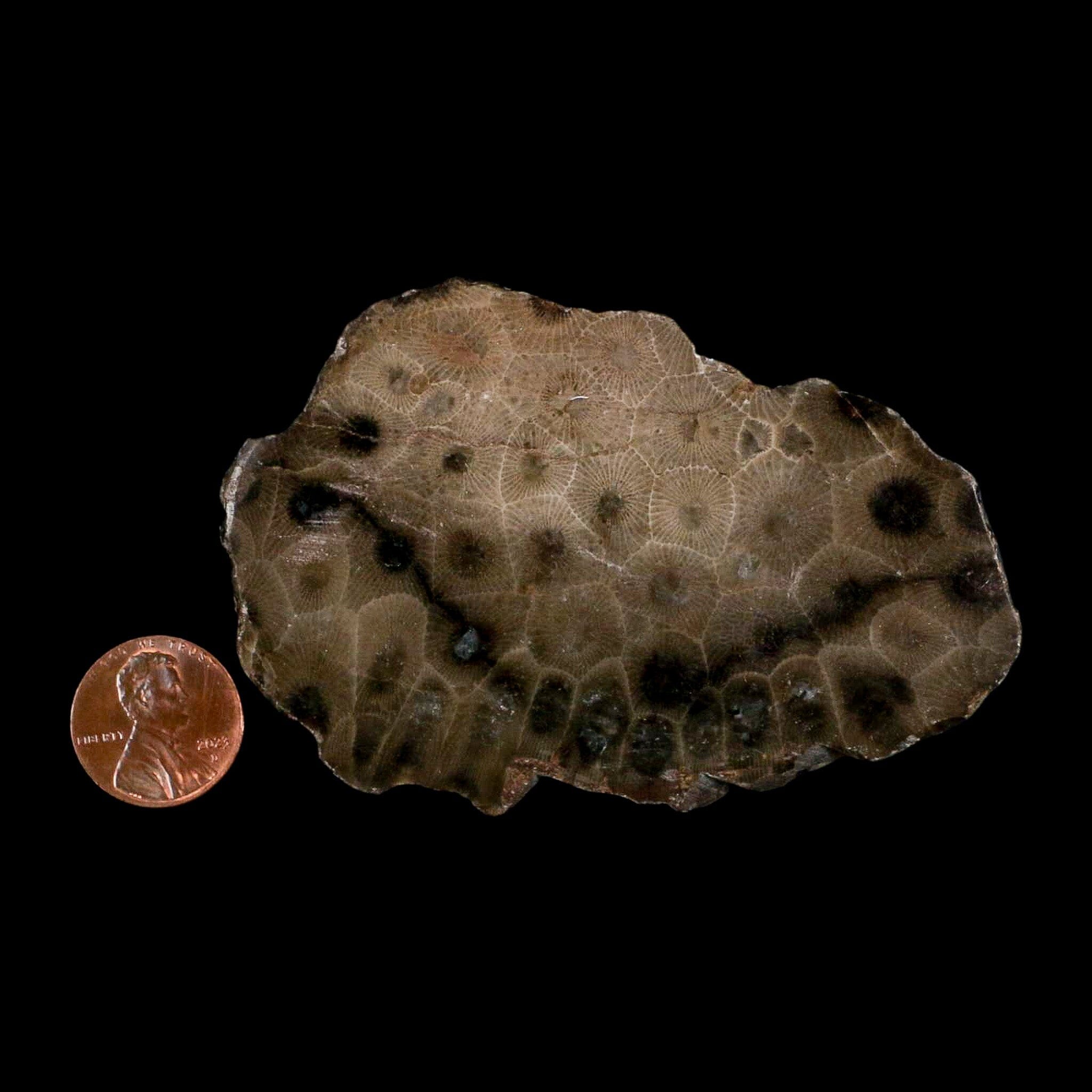3.4" Polished Slab Petoskey Stone Hexagonaria Coral Fossil Devonian Age Michigan - Fossil Age Minerals