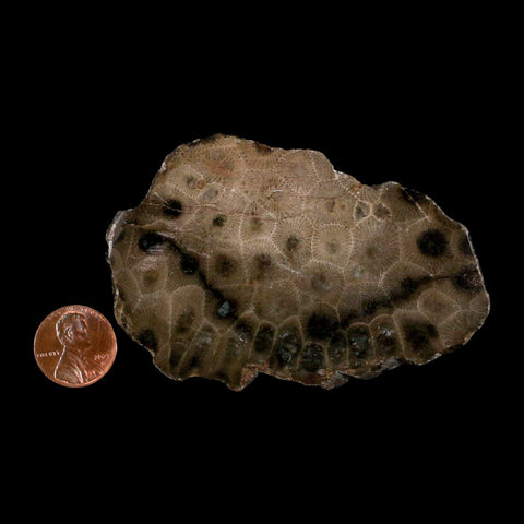 3.4" Polished Slab Petoskey Stone Hexagonaria Coral Fossil Devonian Age Michigan - Fossil Age Minerals