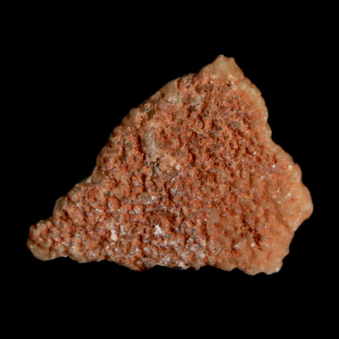 0.4" Megaloolithus Titanosaur Dinosaur Fossil Egg Shell Bouches Du Rhone France Display