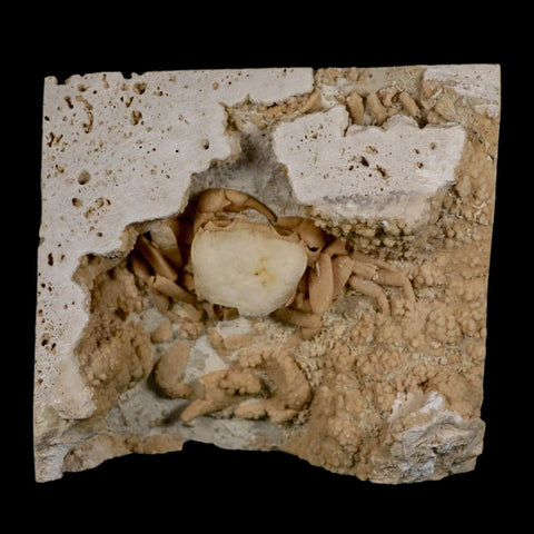 2.7" Potaman Sp Fossil Freshwater Crab In Travertine Denizli Basin Southwest Turkey