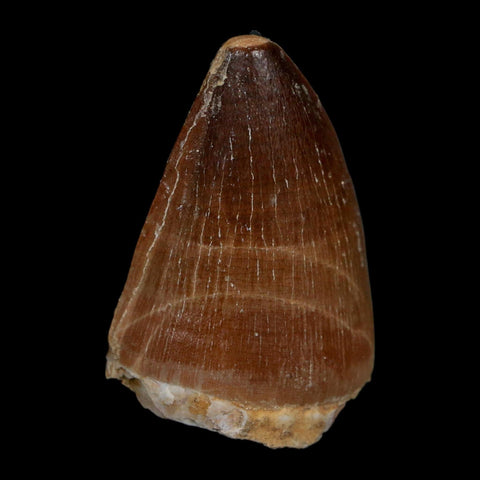1.7" Mosasaur Prognathodon Fossil Tooth Cretaceous Dinosaur Era COA Stand